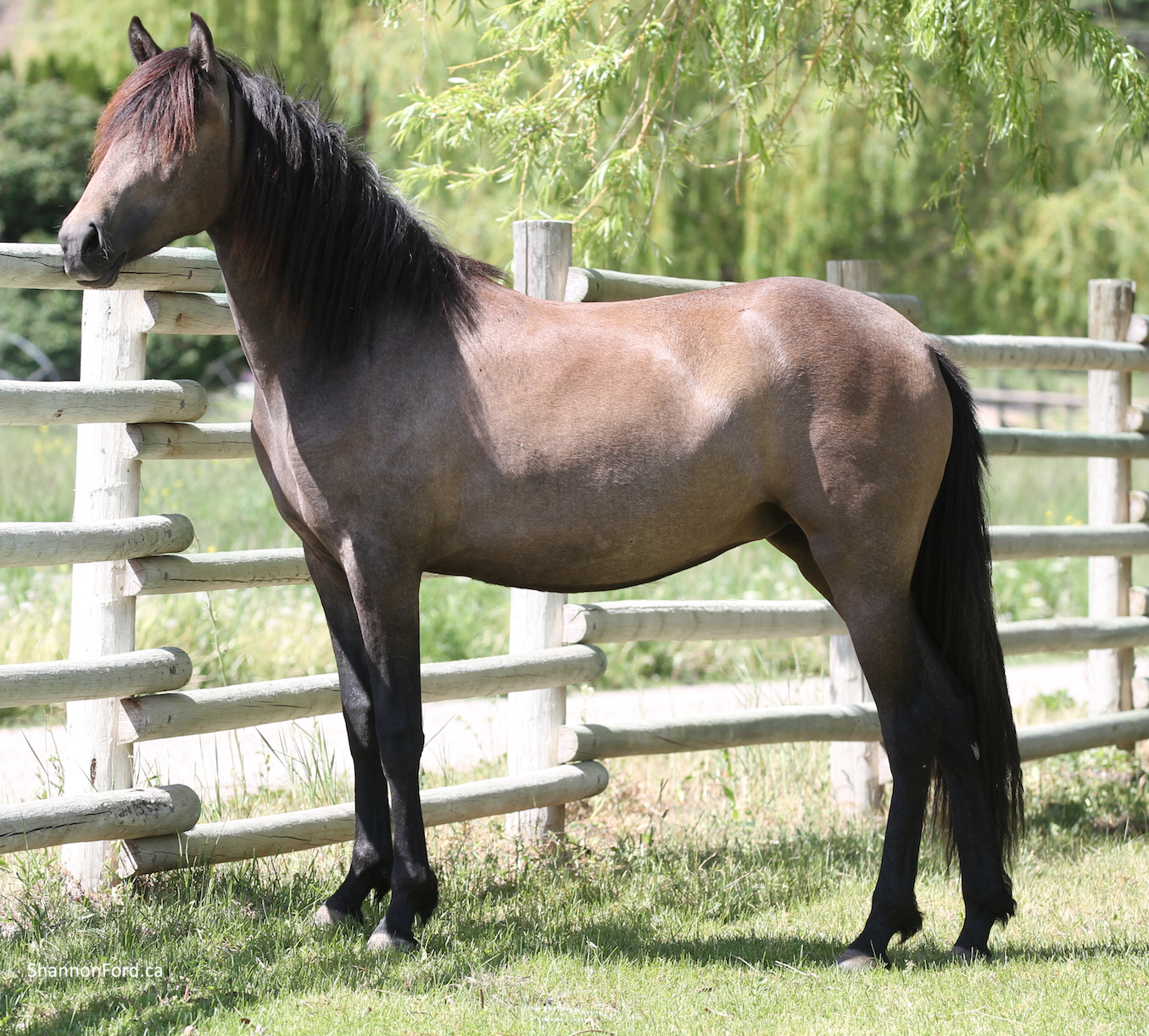 Mangalarga Marchador photo by Donna Dean